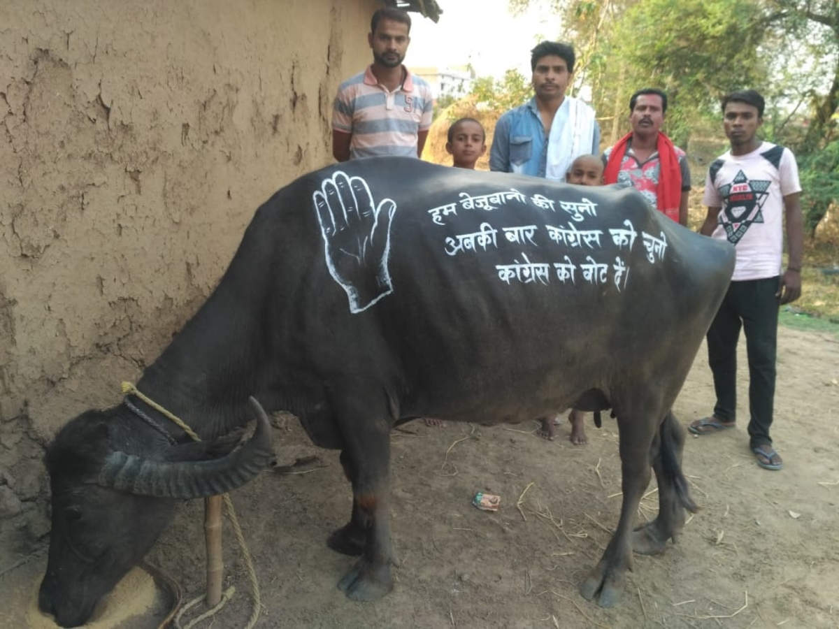 The buffalo with a slogan painted on its back in Kawardha village