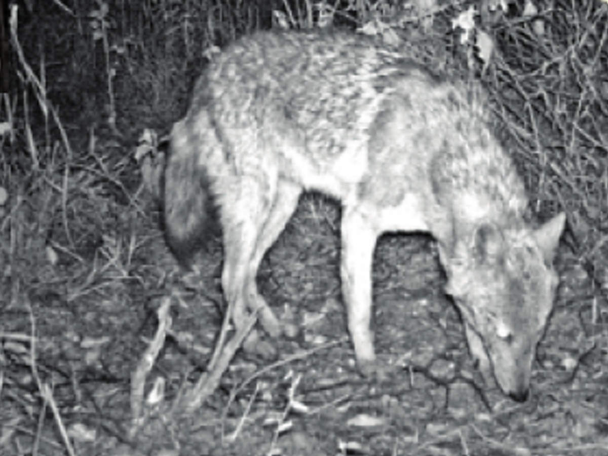 AUD study finds human indulgence in forest affecting golden jackal habitat  | Delhi News - Times of India