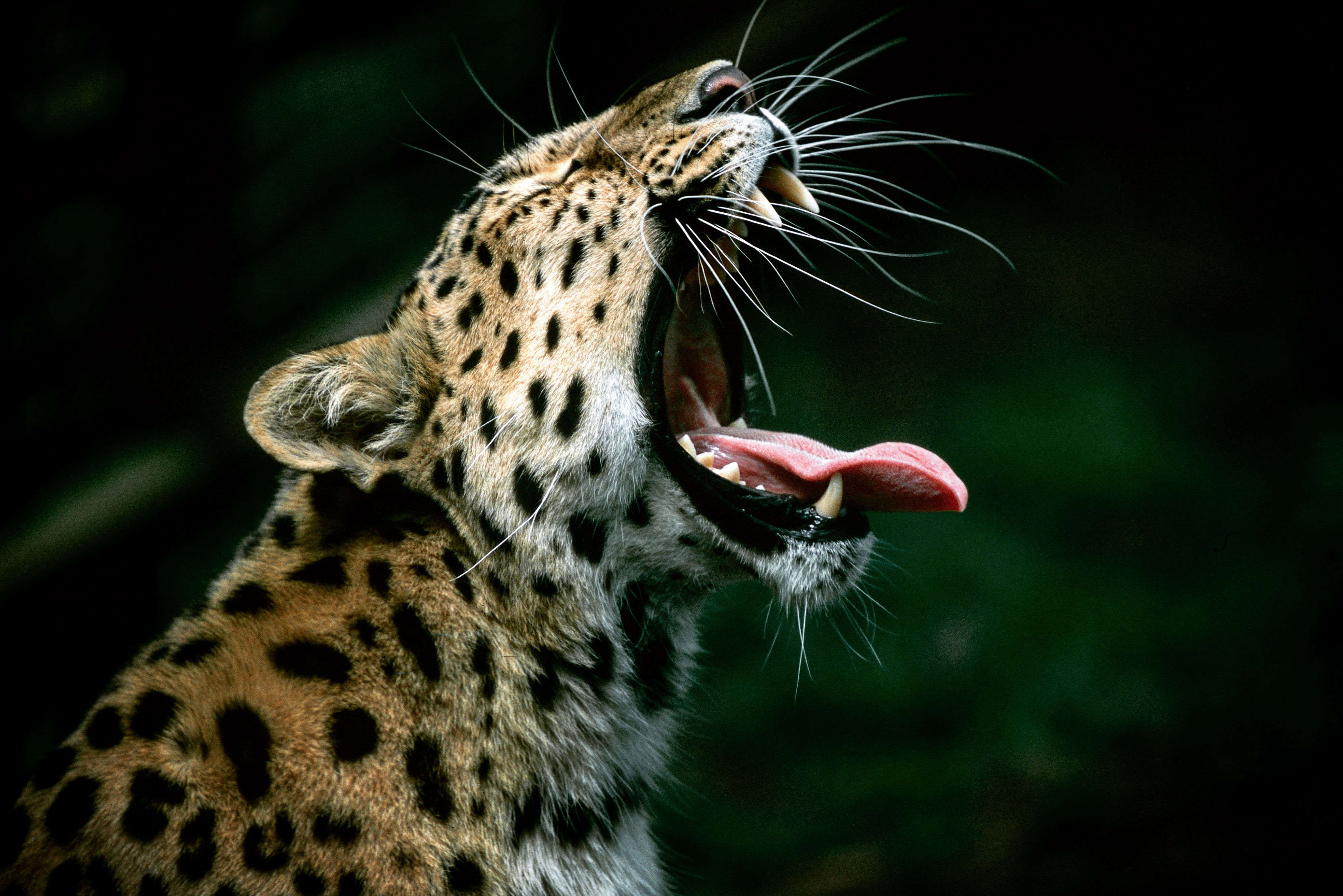 Jhalana Safari Park - come see the leopards