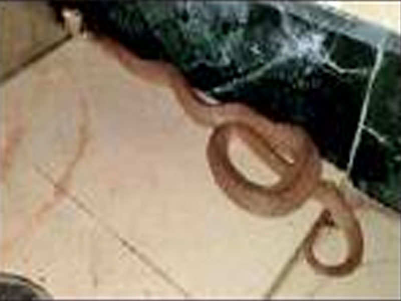 A 1.5-foot cobra was rescued from a first-floor flat in Mulund on Thursday evening
