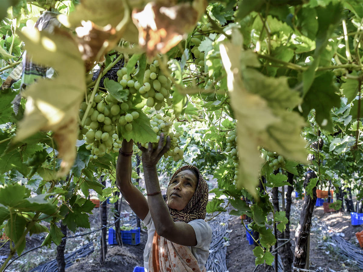 With 14 lakh tons the Nashik grape export reached a record high