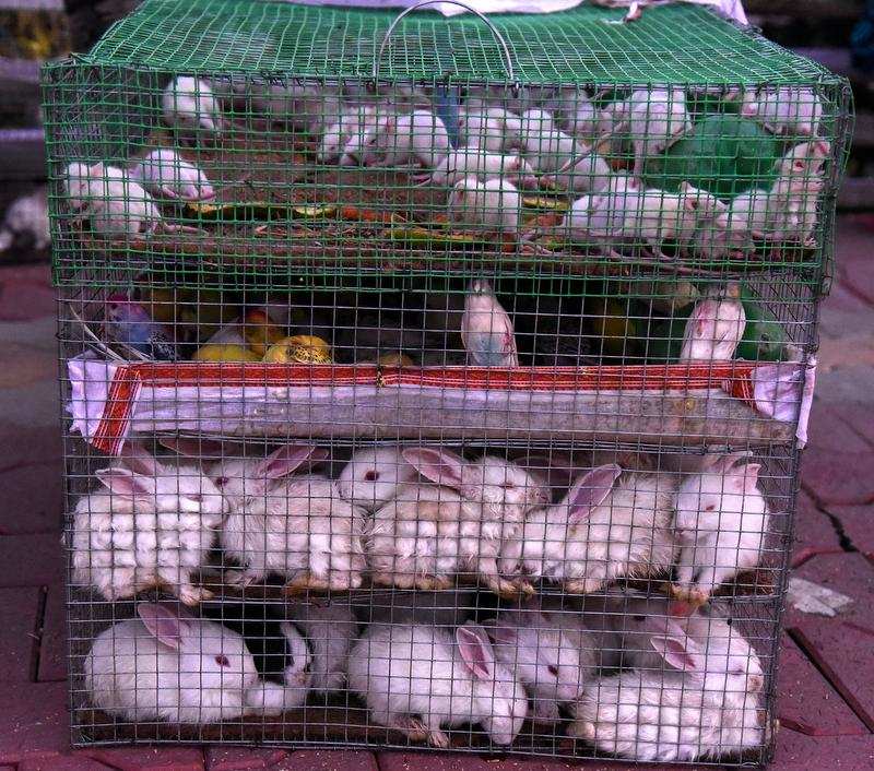 FIR registered in seizure of animals, birds at Nagpur railway station |  Nagpur News - Times of India