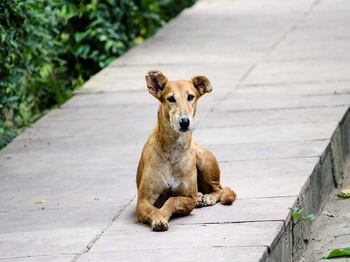 Birth Control Scheme For Stray Dogs Hits Roadblock Due To Limited Funds Guwahati News Times Of India