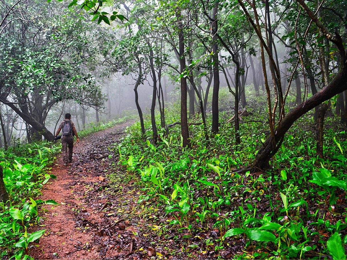 Turahalli forest may get biodiversity park | Bengaluru News ...