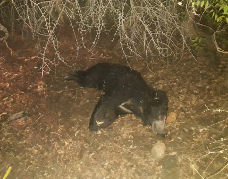 The sloth bear that suffered a grievous chest injury was found dead on the premises of a private textile mill on the Kanyakumari to Madurai National Highway on Tuesday morning. 