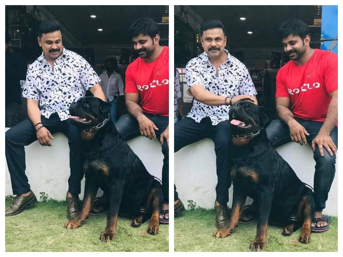 The dog craze hasn't left Dileep! Here's the proof | Malayalam Movie News -  Times of India