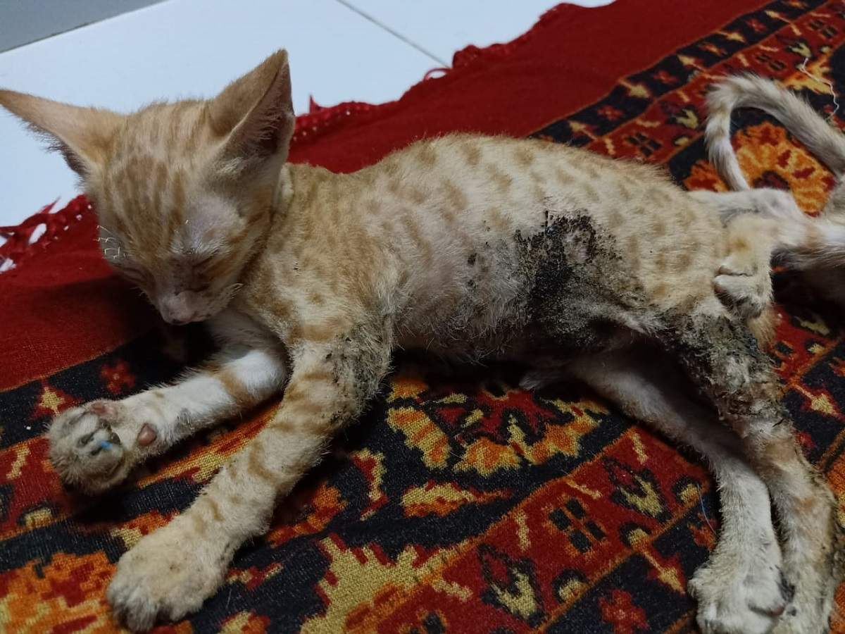Youth held for flinging two kittens in fire at Mira Road