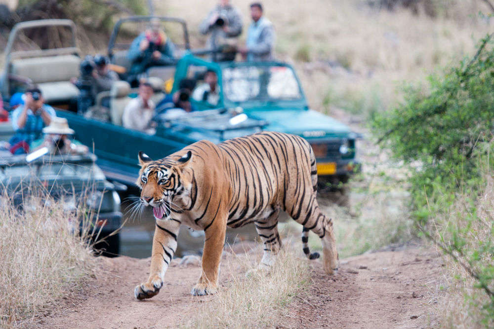 A guide to the best accommodation options at Ranthambore National Park