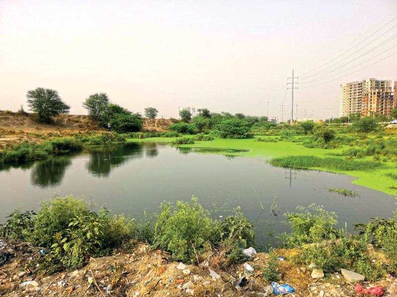 The Noida Authority will start its drive by reviving a waterbody in Sector 91 before the monsoon sets in