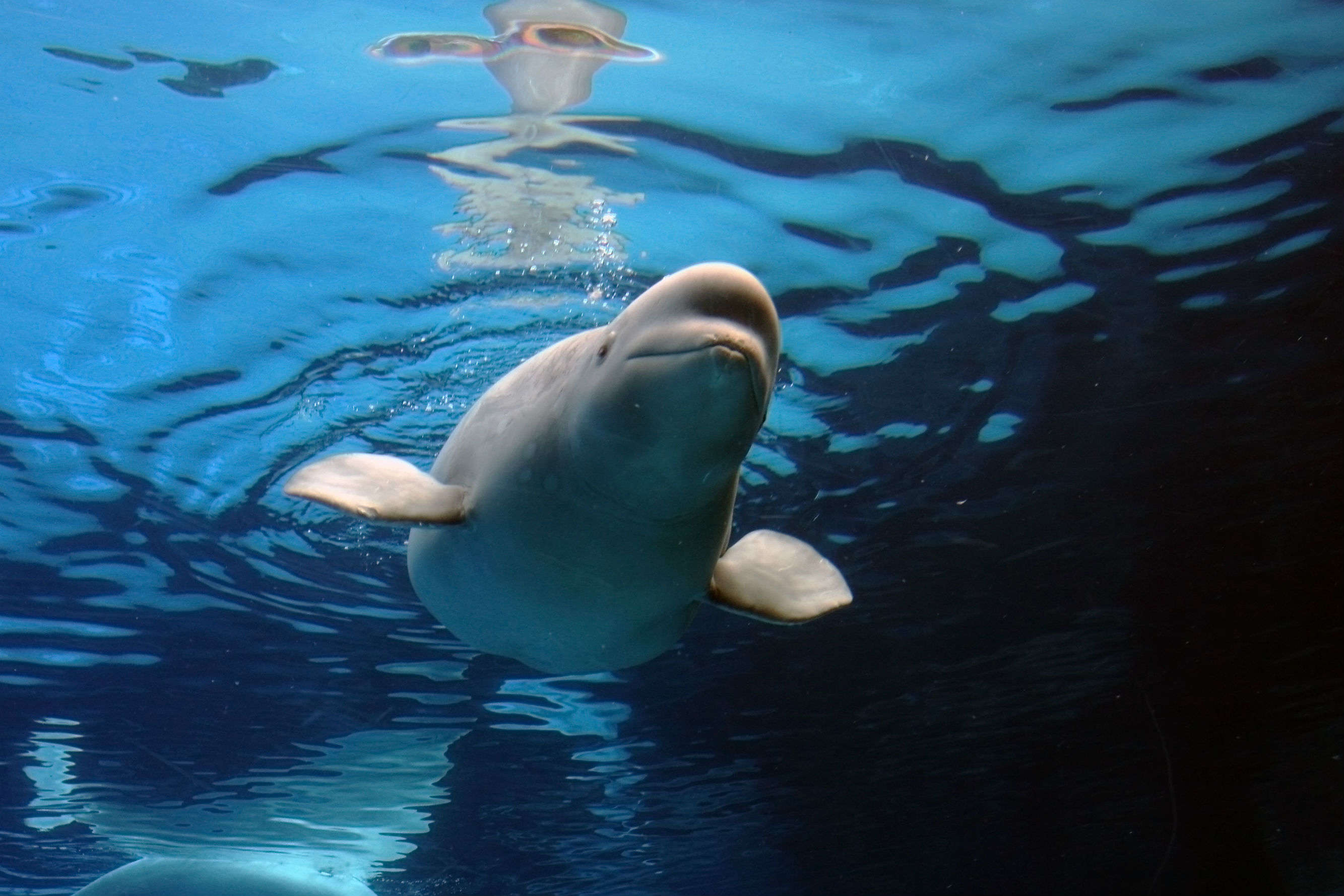 Iceland to get world’s first open sea beluga whale sanctuary