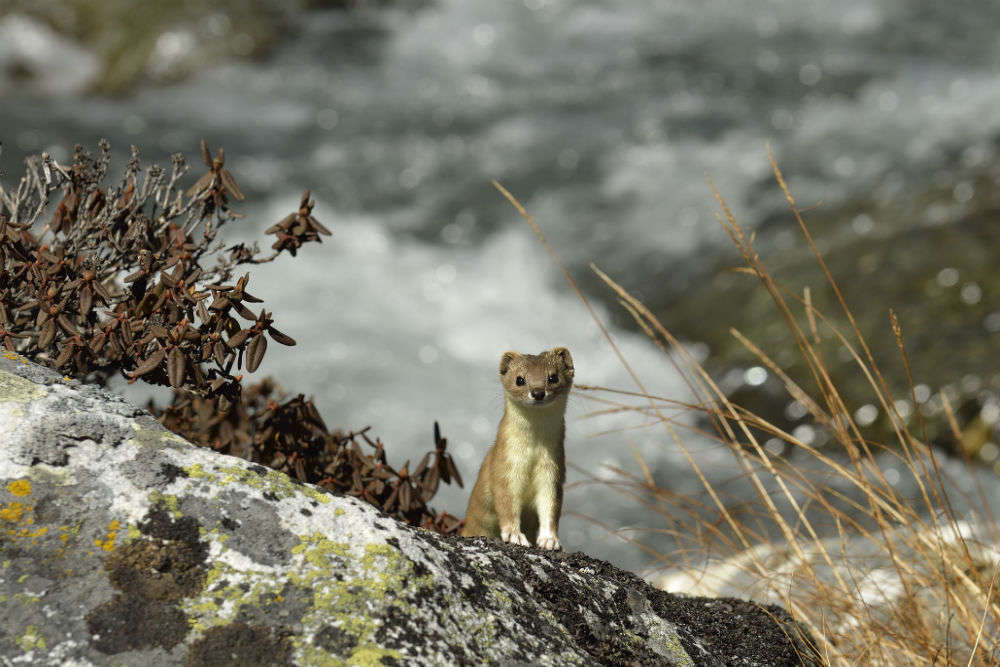 Dachigam National Park, Srinagar