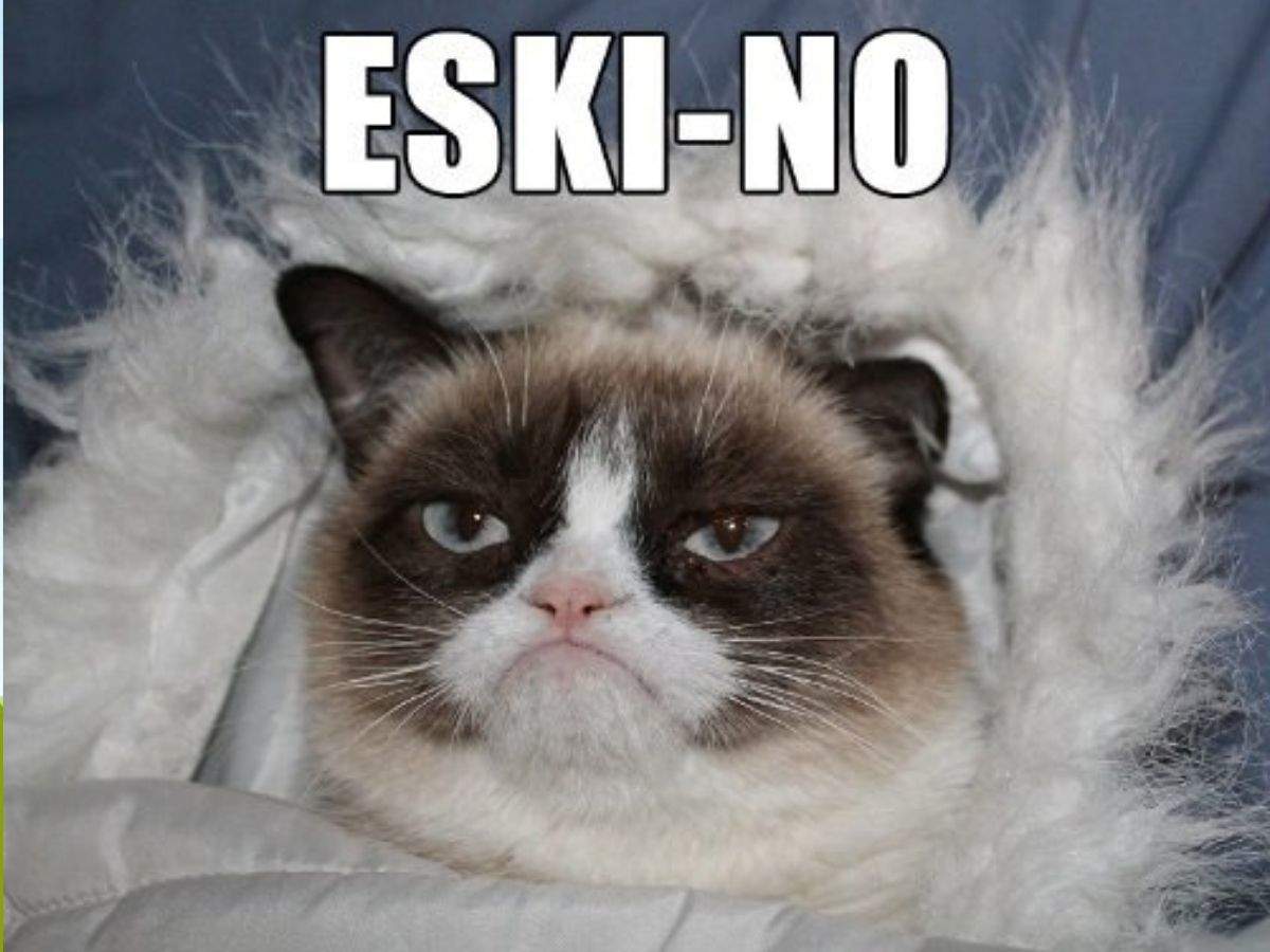 Internet&#39;s favorite grumpy cat is no more! Here are some of her memorable  memes - Times of India