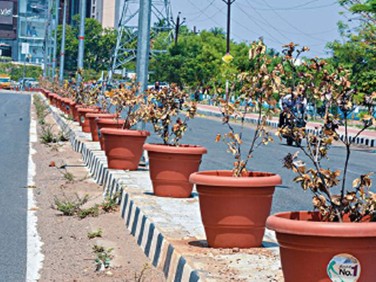 Withered decorative plants on Anna Nagar Link road in Trichy