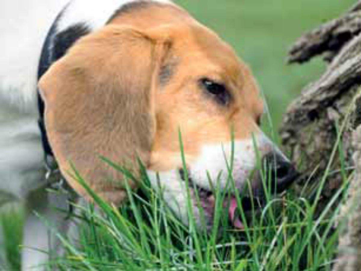 what to do if dog eats grass