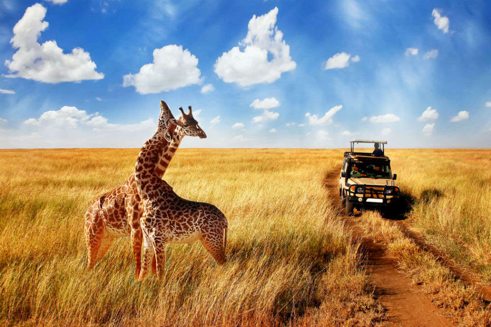Africa safari itinerary | Times of India Travel