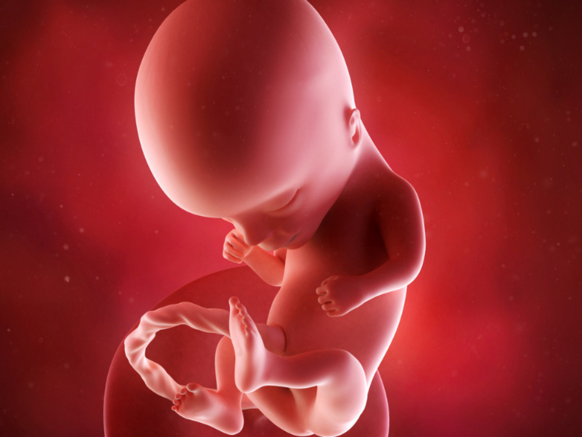 40 недель 14 неделя. Эмбрион на 14 неделе беременности. 14 Недель беременности фото плода. Ребёнок на 14 неделе беременности.