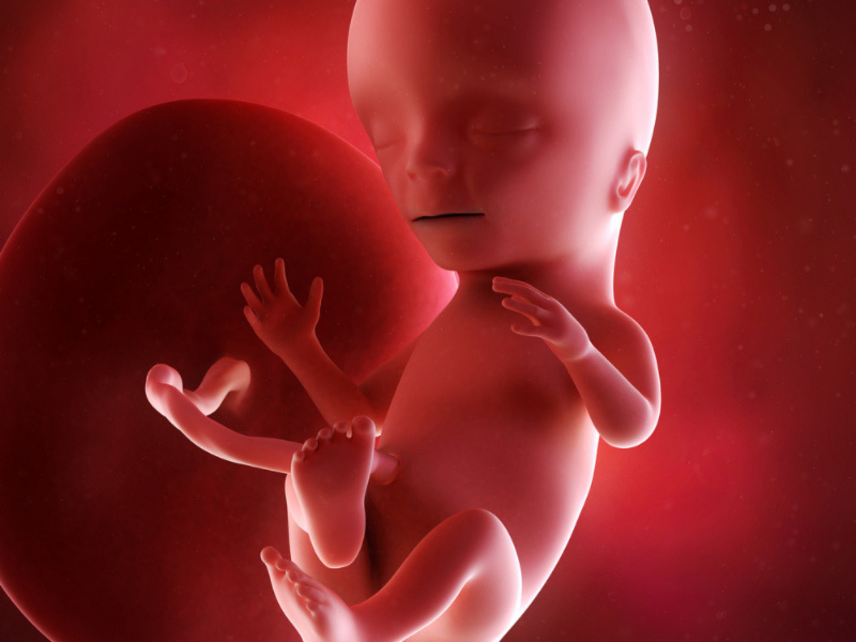 How many months can a baby hear in the womb 15 Weeks Pregnant Your Baby Can Hear Your Heartbeat Now Times Of India