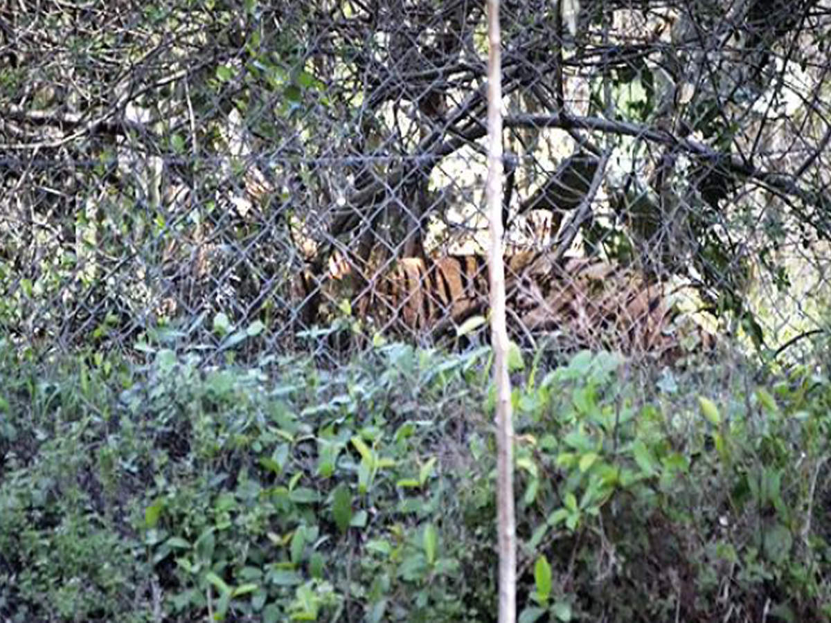 The tiger had spent almost 12 hours at Simittahalli near Thalavadi in Erode district before returning to the forests