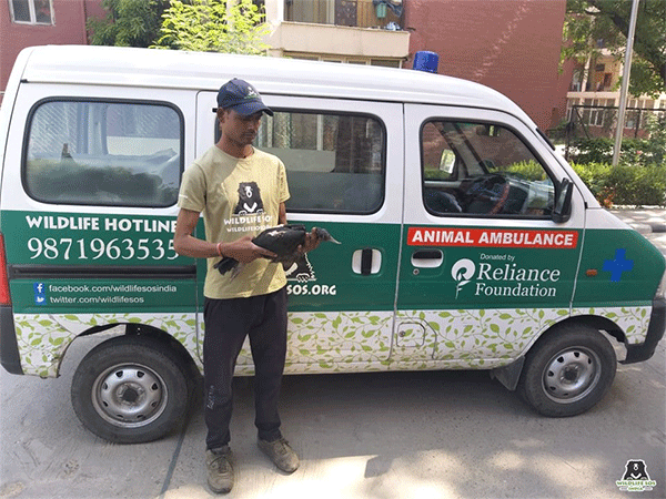Red- naped ibis rescued at IIT Delhi | Delhi News - Times of India Red- naped ibis rescued at IIT Delhi | Delhi News - Times of India