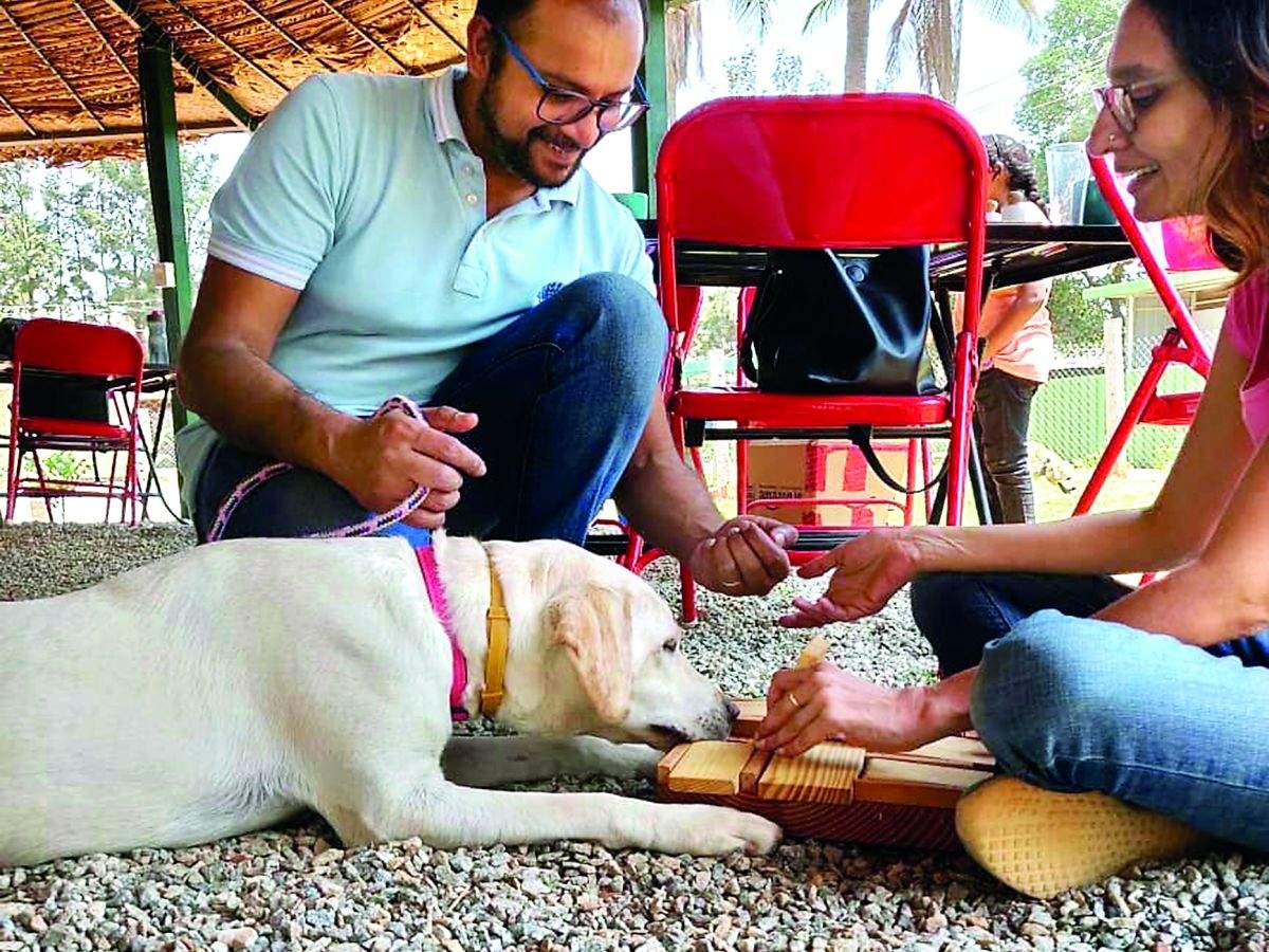 Animal assisted therapy finds more takers in Bengaluru - Times of India