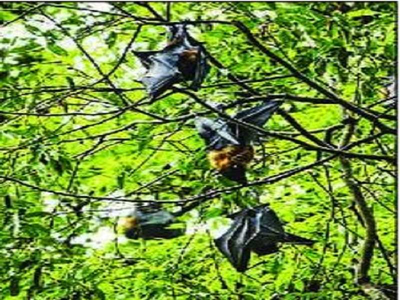 Fruit bats were key disease reservoirs in previous Nipah outbreaks