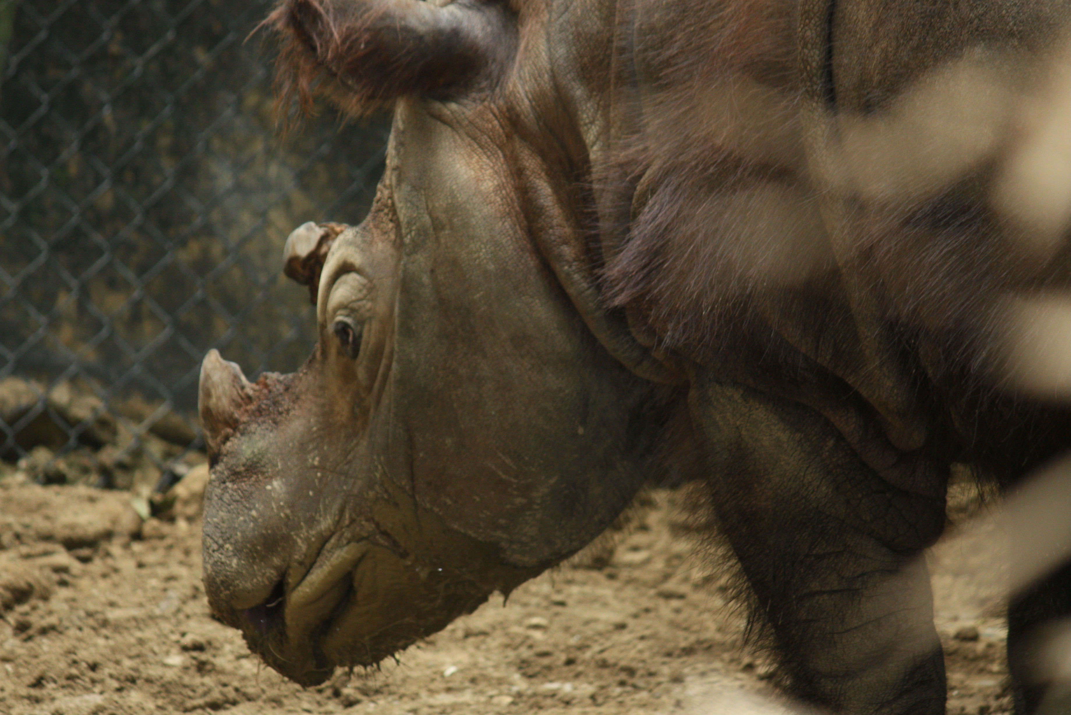 The last male Sumatran rhino of Malaysia is now dead