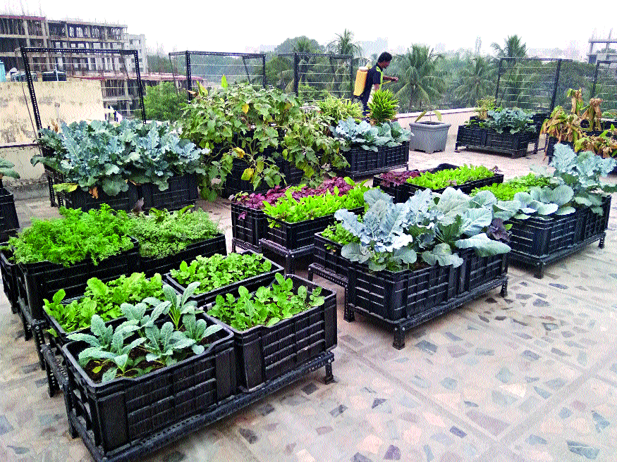 Kolkatans Turn To Organic Farming Times Of India