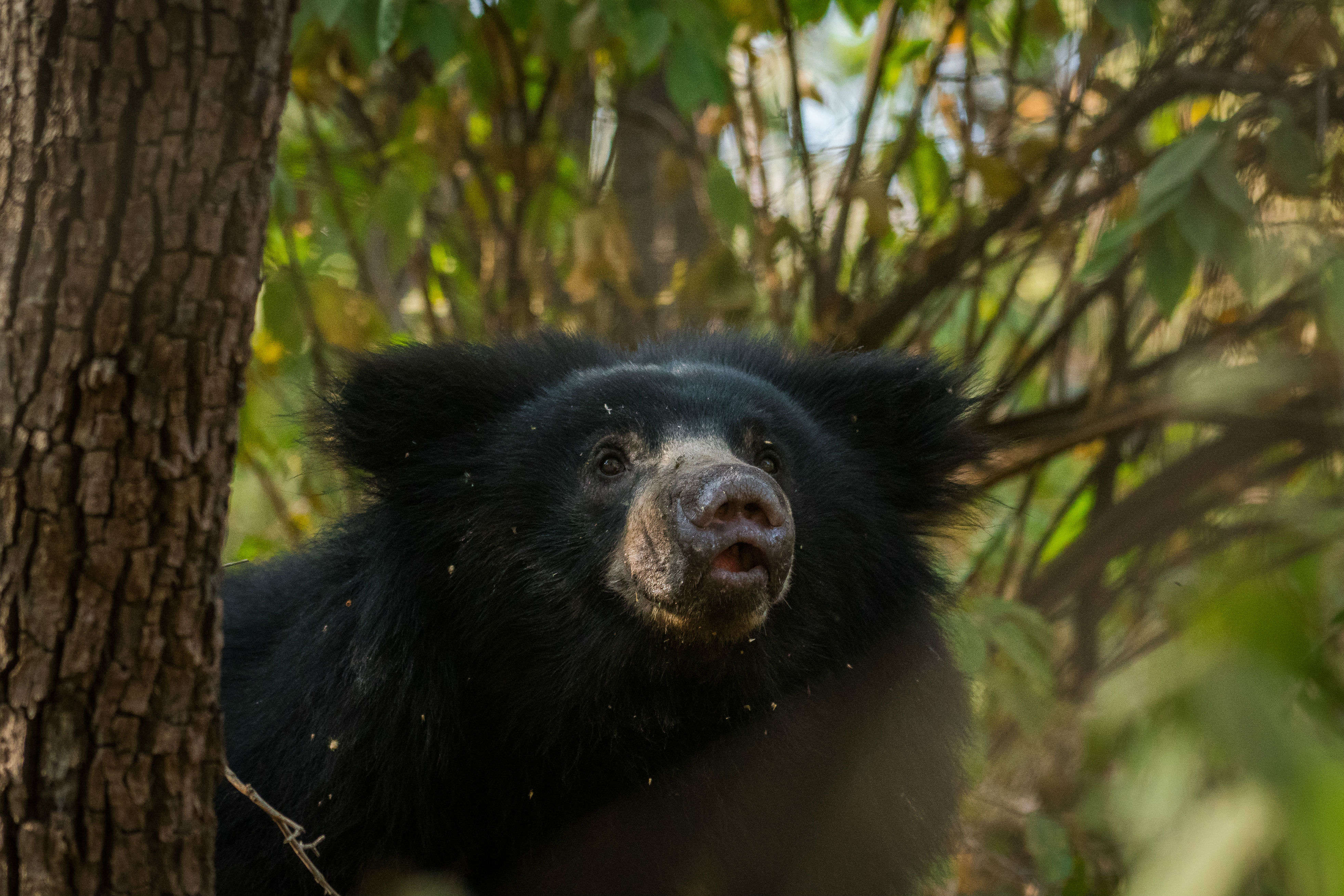 Daroji Sloth Bear Sanctuary is a fun sanctuary for all