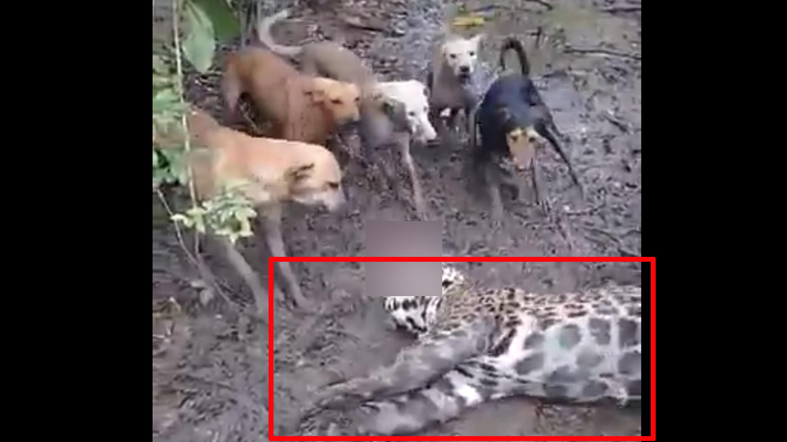 Stray dogs kill leopard, video goes viral | News - Times of India Videos