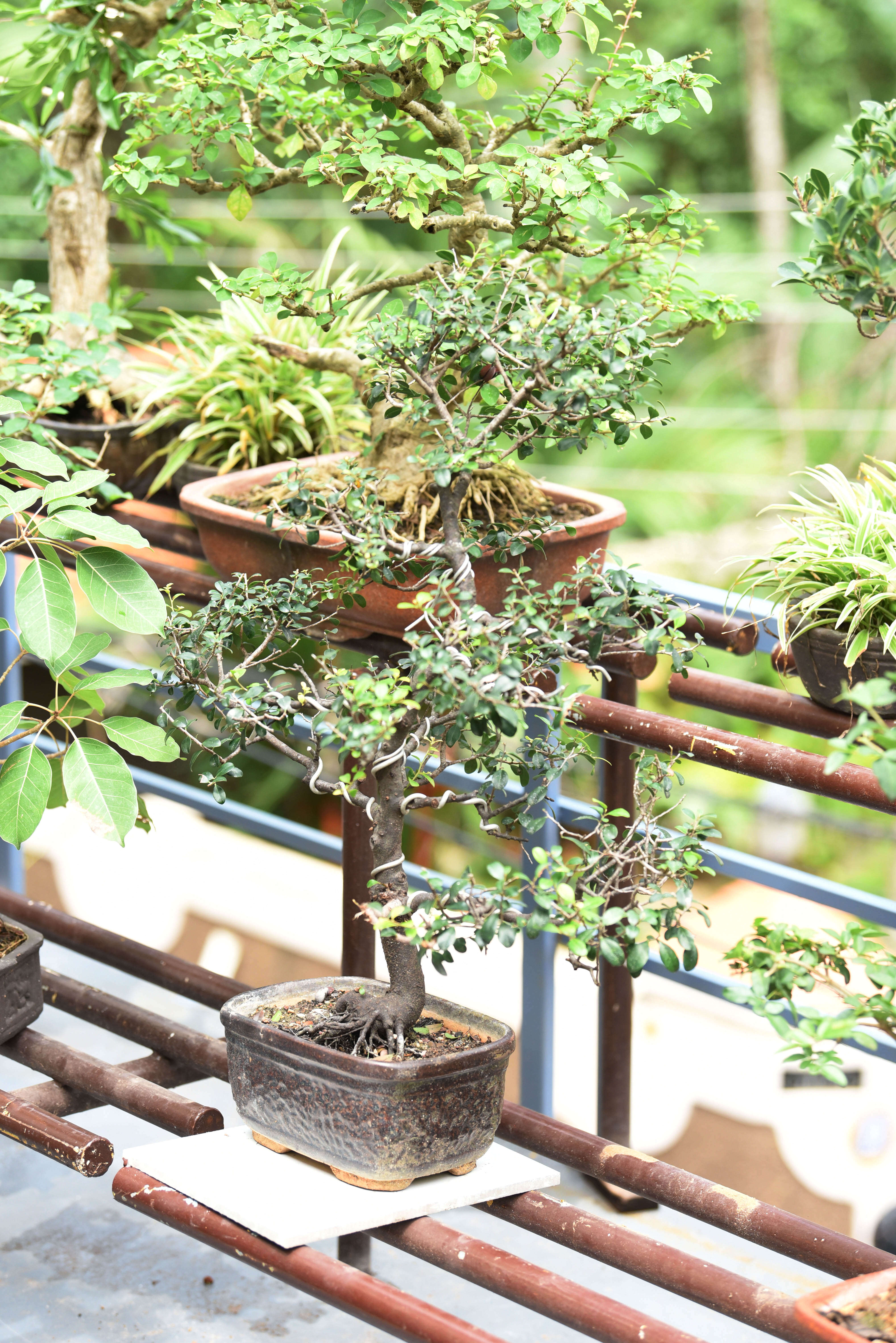 Jaya's bonsai: A botanist and her bonsai garden | Kochi News - Times of India Jaya's bonsai: A botanist and her bonsai garden | Kochi News - Times of India