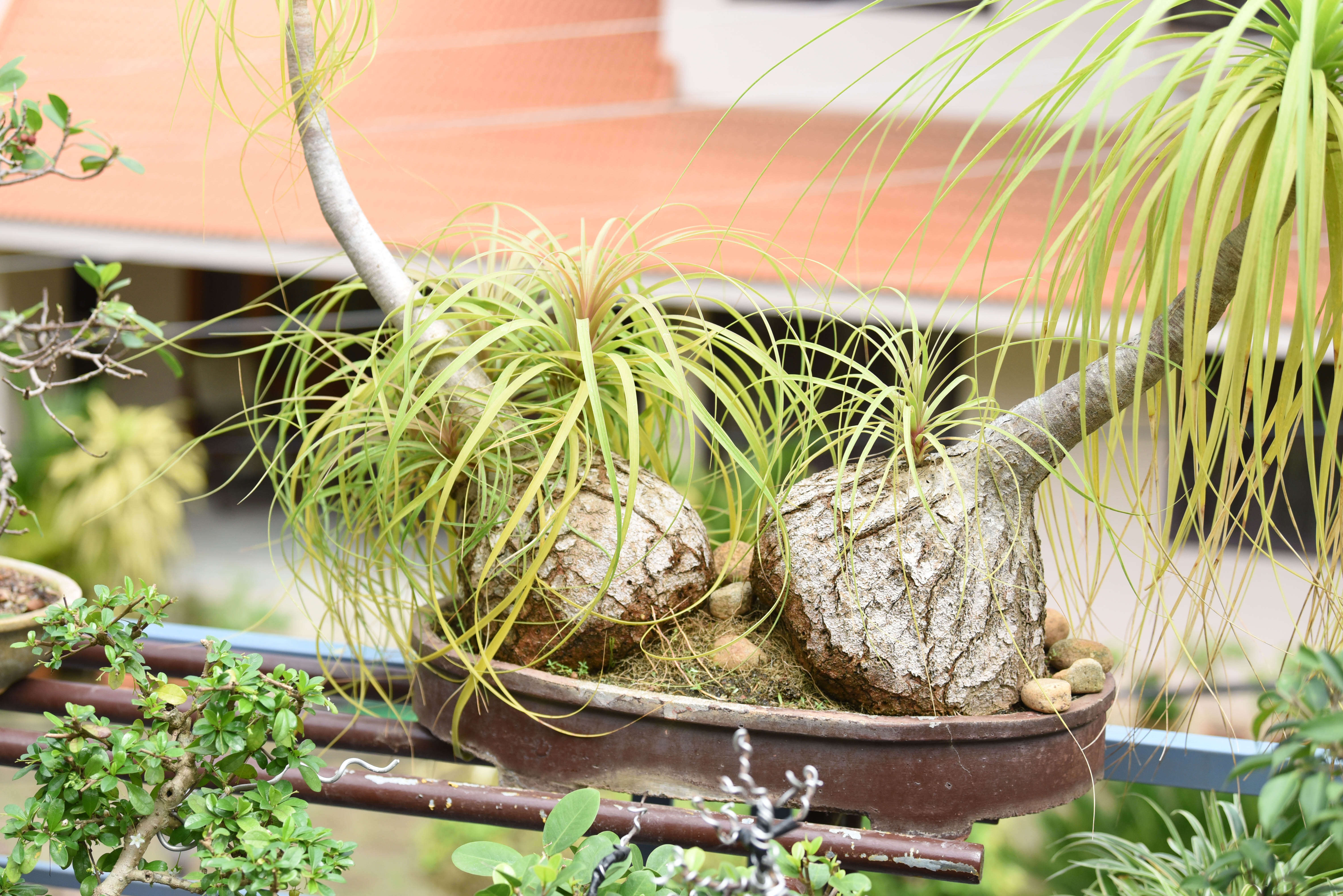 Jaya's bonsai: A botanist and her bonsai garden | Kochi News - Times of India Jaya's bonsai: A botanist and her bonsai garden | Kochi News - Times of India