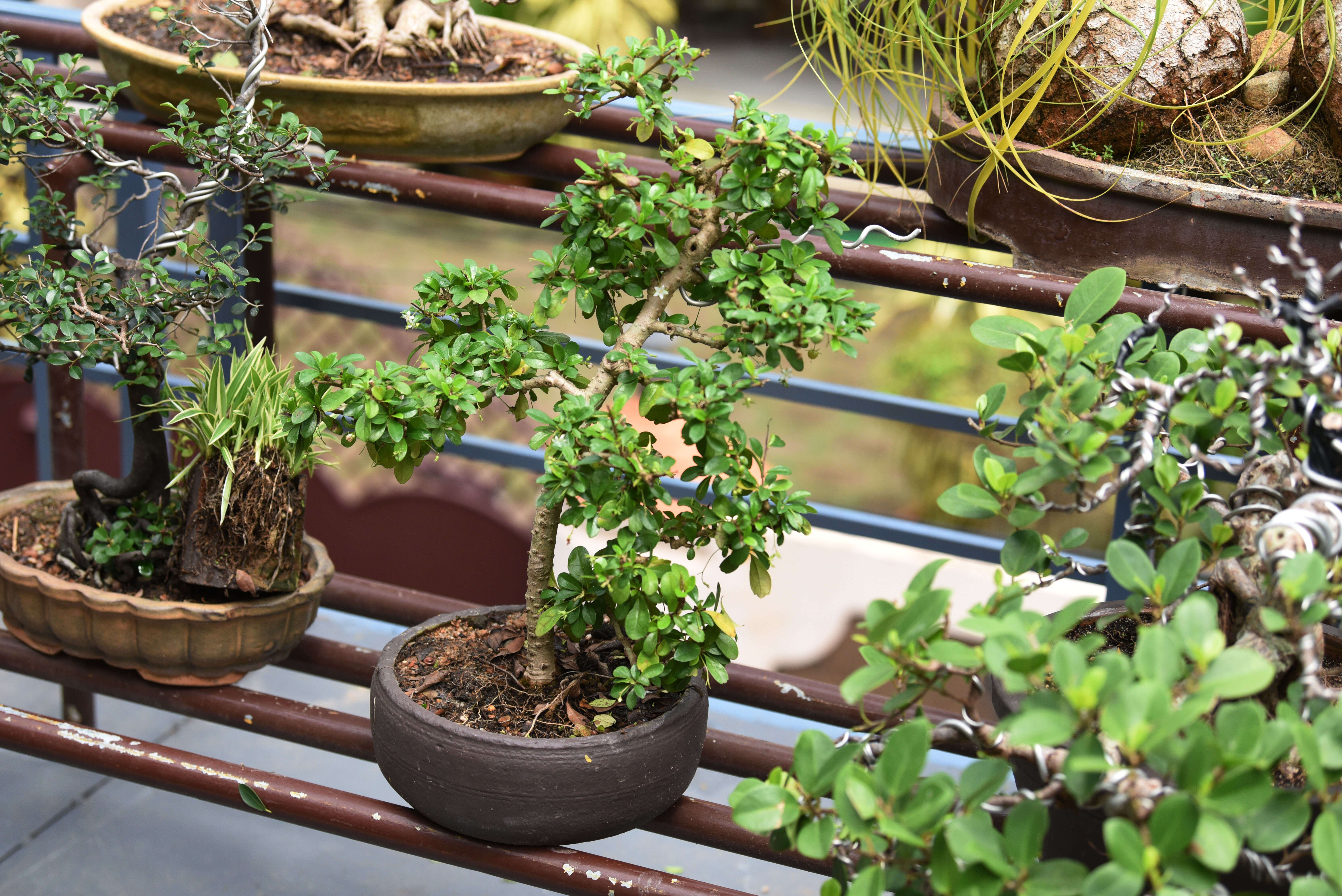 Jaya's bonsai: A botanist and her bonsai garden | Kochi News - Times of India Jaya's bonsai: A botanist and her bonsai garden | Kochi News - Times of India
