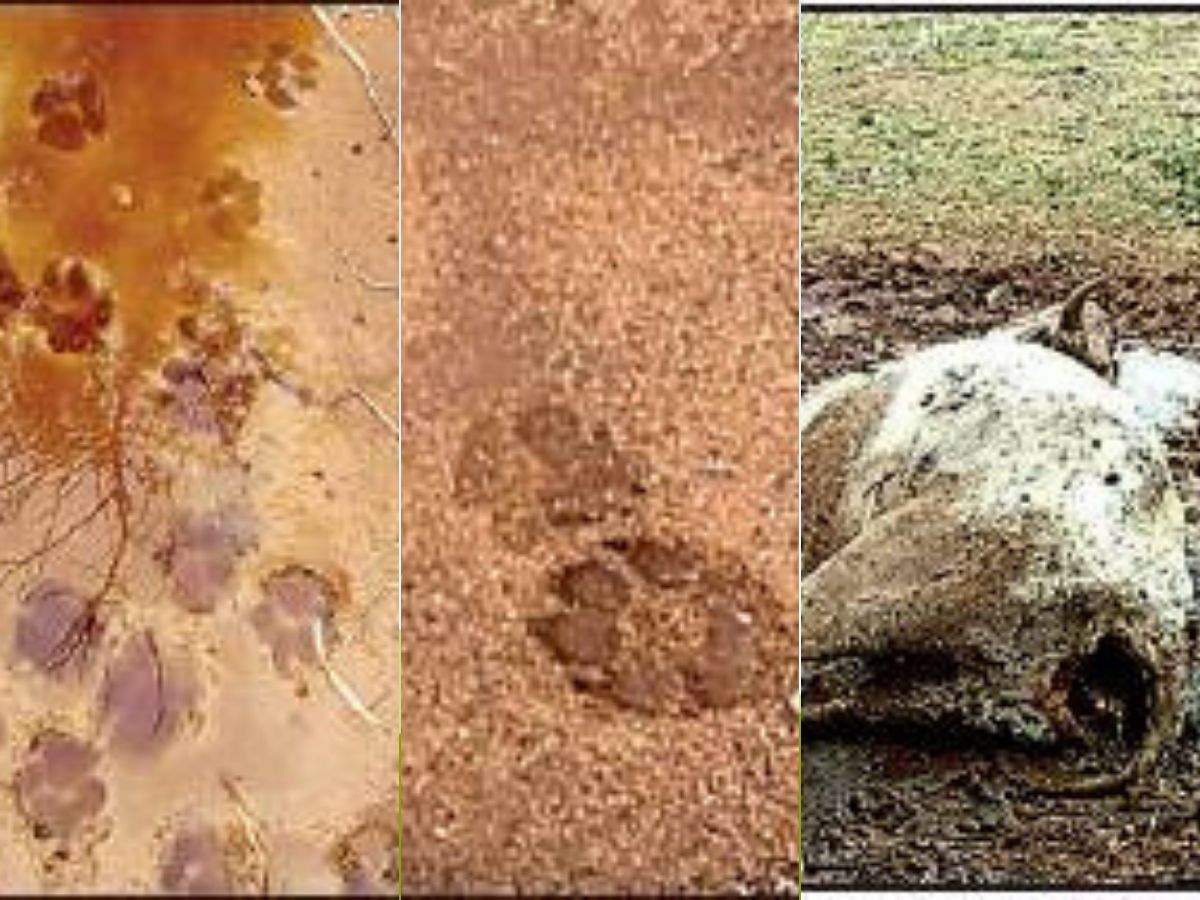 Pug marks of two different sizes near a killed cow have left forest officials stumped over the number of big cats prowling in the area