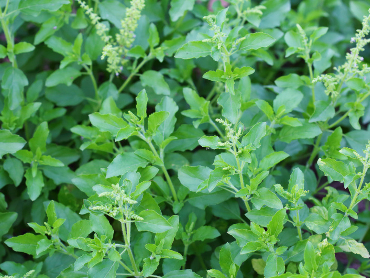 How to add Tulsi in your daily diet to stay healthy - Times of India