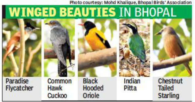 Monsoon draws migratory birds | Bhopal News - Times of India
