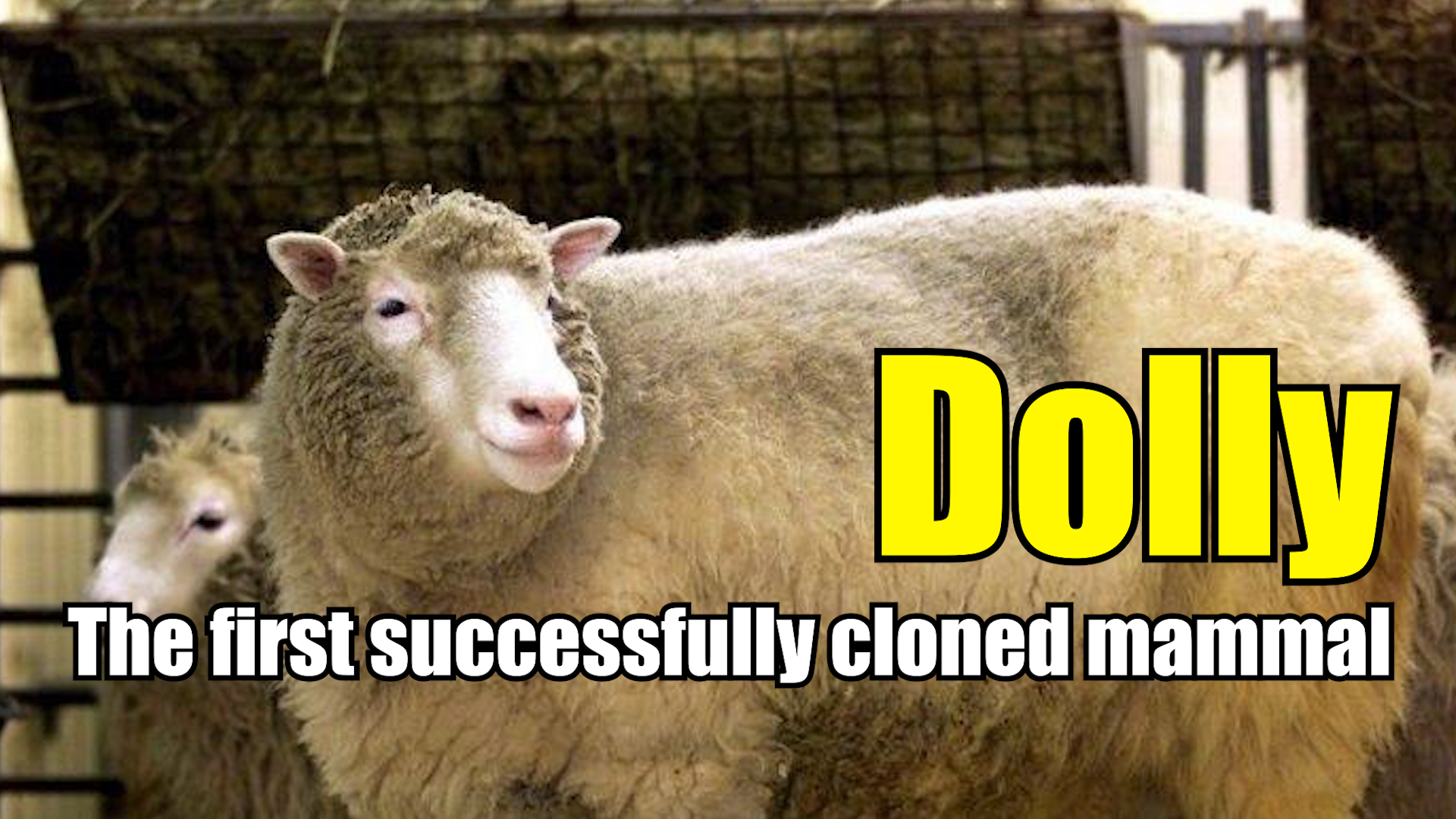 Dolly: The first mammal to be successfully cloned | International - Times of India Videos Dolly: The first mammal to be successfully cloned | International - Times of India Videos
