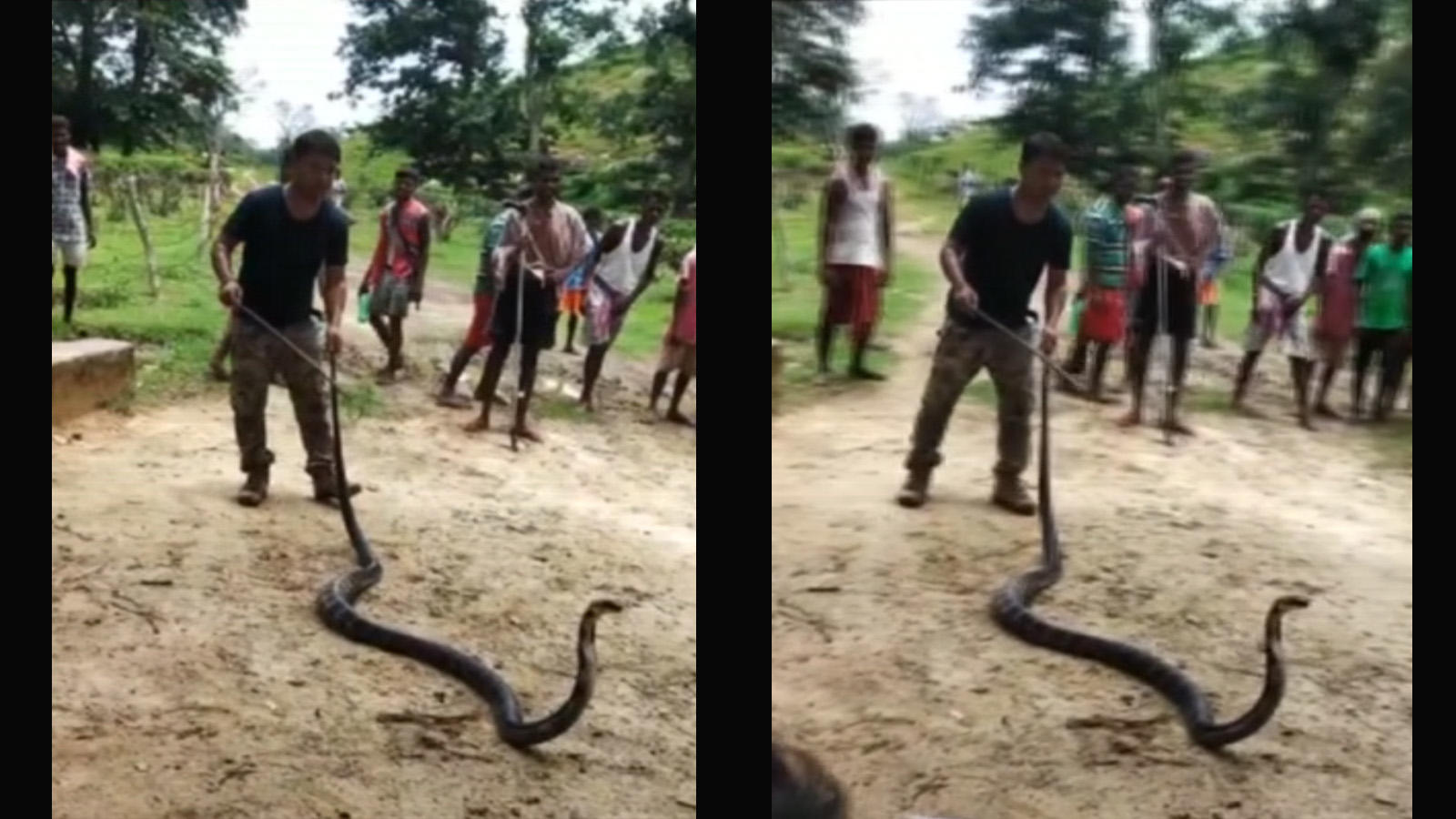 14 Ft Long King Cobra Spotted In Assam Rescued News Times Of