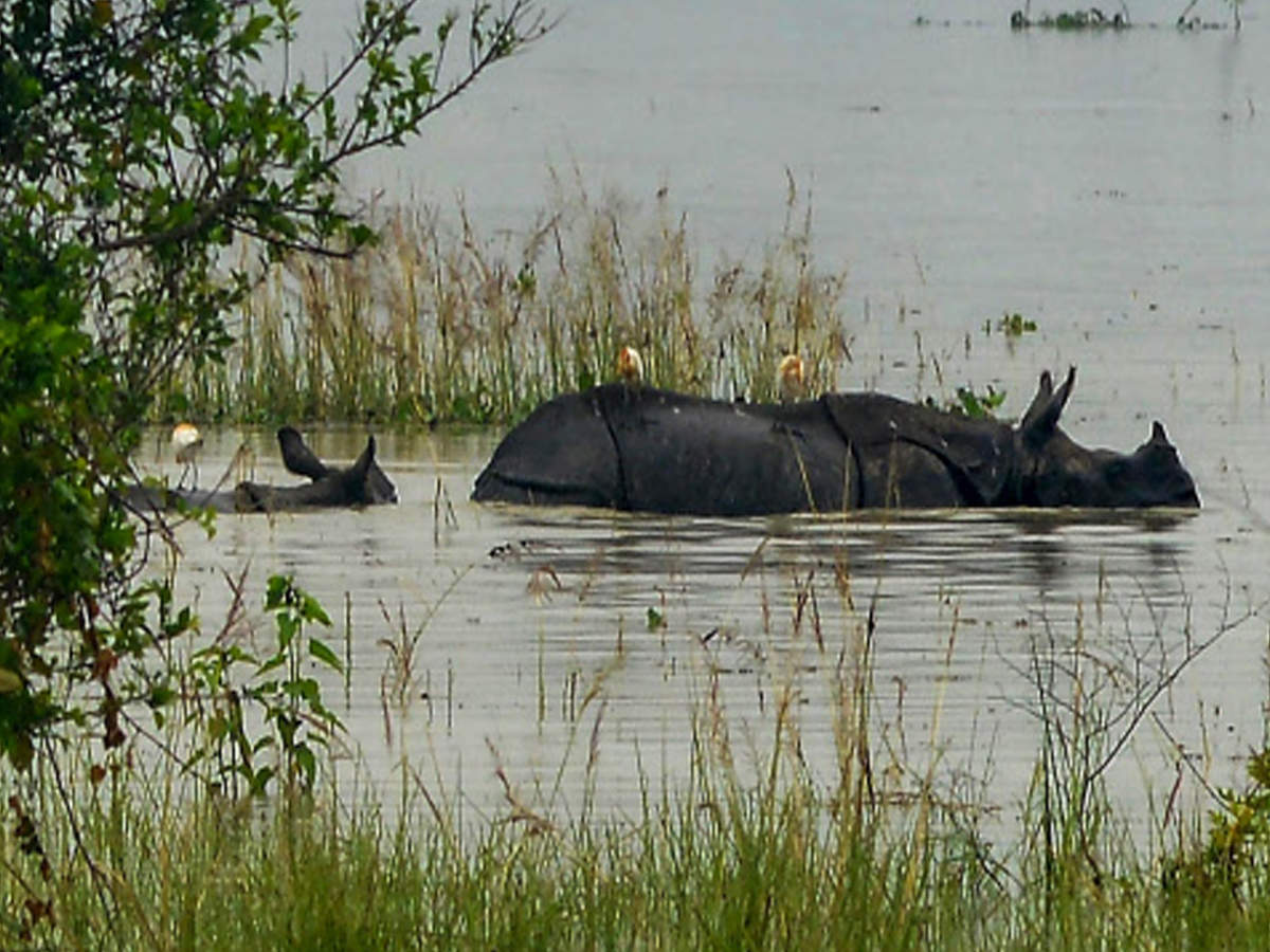 90% of the Kaziranga National Park is under water (Photo: PTI)