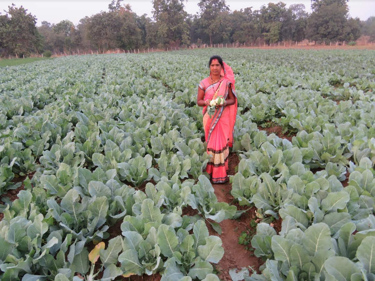 Kanker S Lokesh Bai Wins National Krishi Award For Integrated Farming Raipur News Times Of India