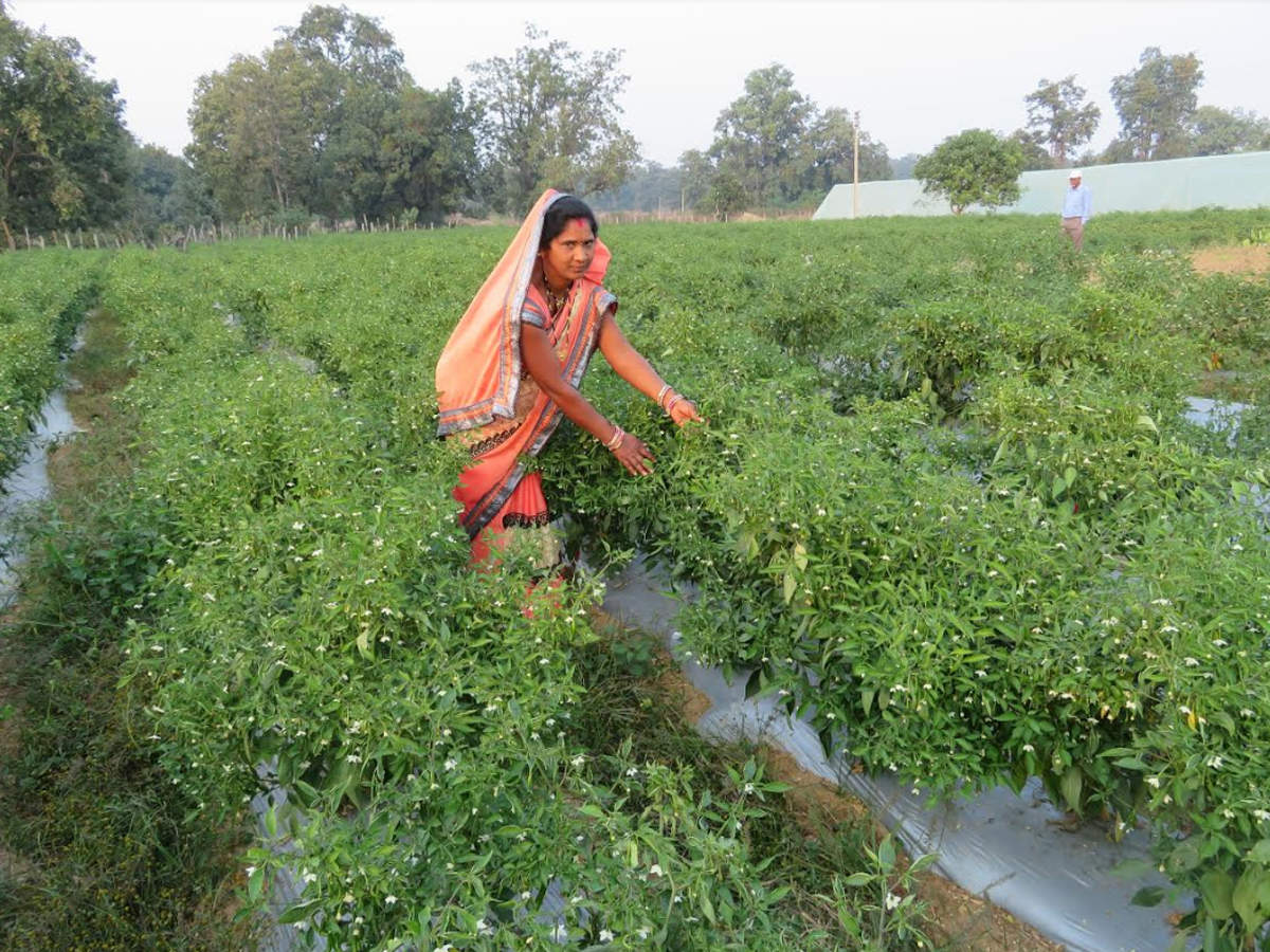 Kanker S Lokesh Bai Wins National Krishi Award For Integrated Farming Raipur News Times Of India