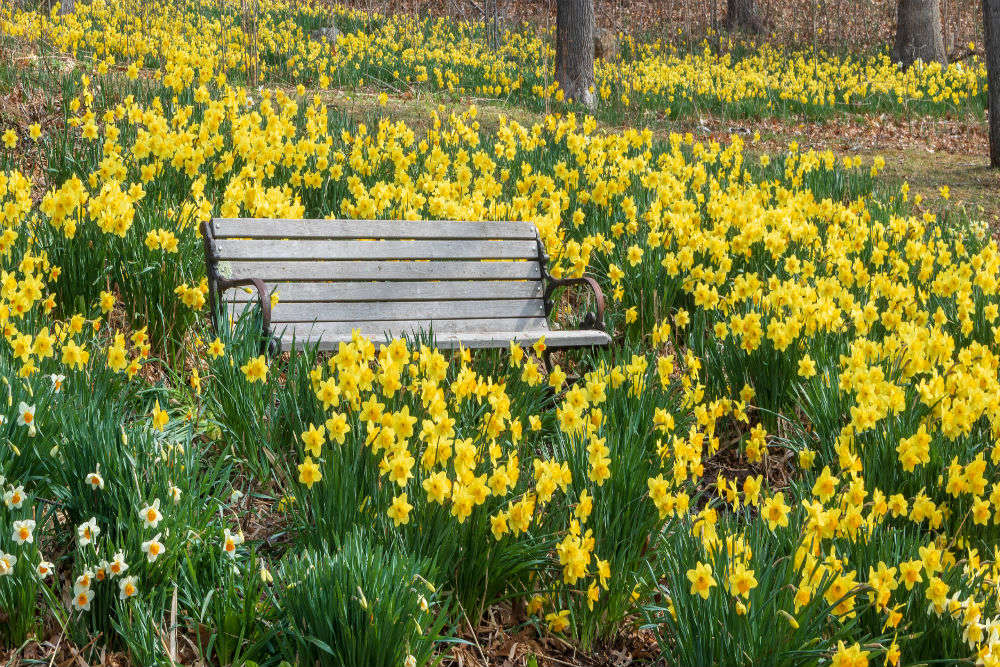 California’s famous ‘Daffodil Hill’ to shut down for indefinite time, thanks to overtourism