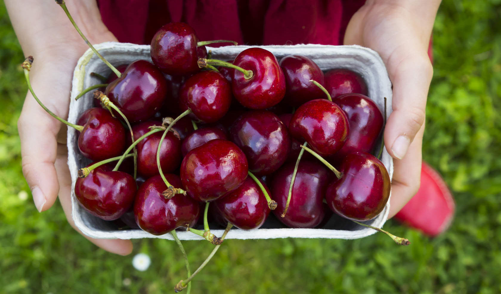 Health Benefits Of Cherries Lifestyle Times Of India Videos