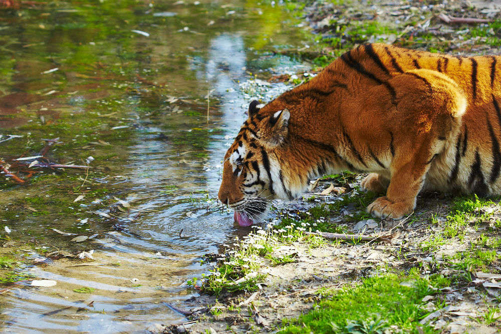 Sundarbans to develop as a tiger reserve; no plan to turn it into an eco-tourism spot