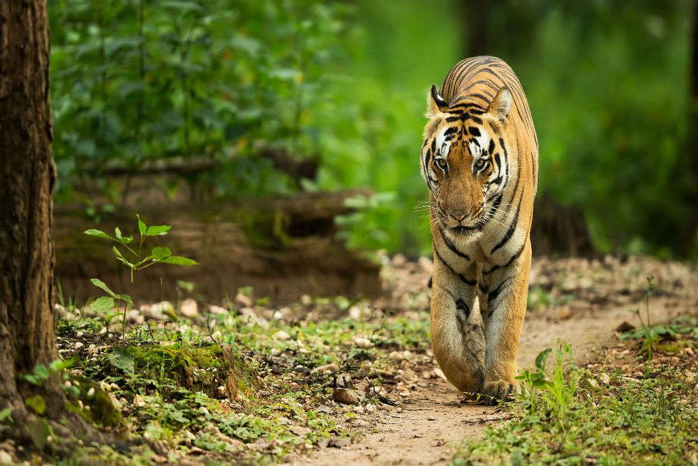 International Tiger Day: places where you can spot these gorgeous beings in India