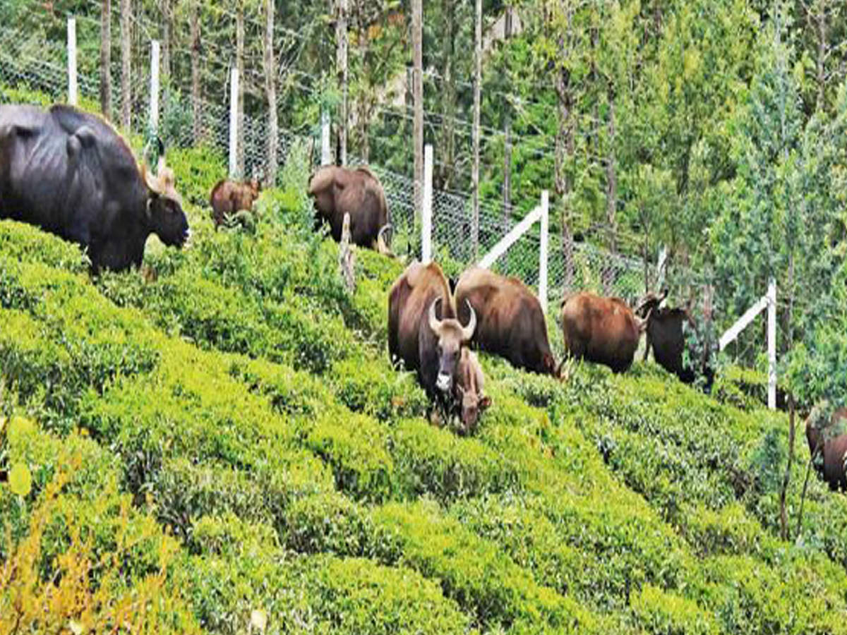 Tamil Nadu: Straying wild animals worrisome | Coimbatore News - Times of  India