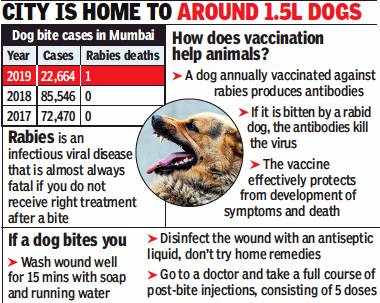 Mumbai: Pup scratched rabies victim, didn't bite him | Mumbai News - Times  of India