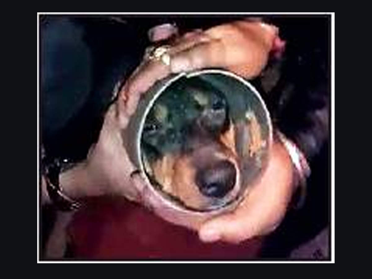 Mumbai: Dog chokes as neck stuck in pipe, yet feeds its pups