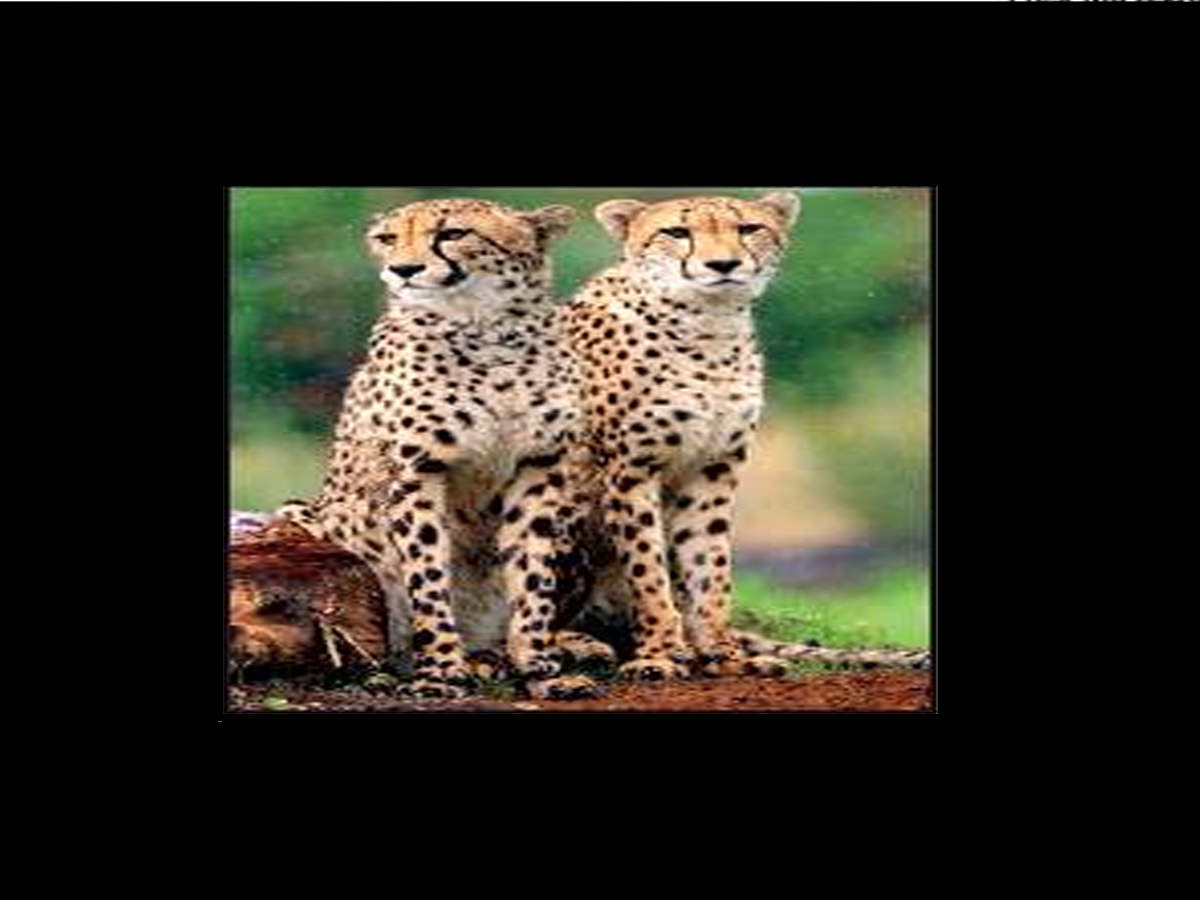 Kuno and Nauradehi wildlife sanctuaries in MP could be the ideal habitats for cheetahs in India