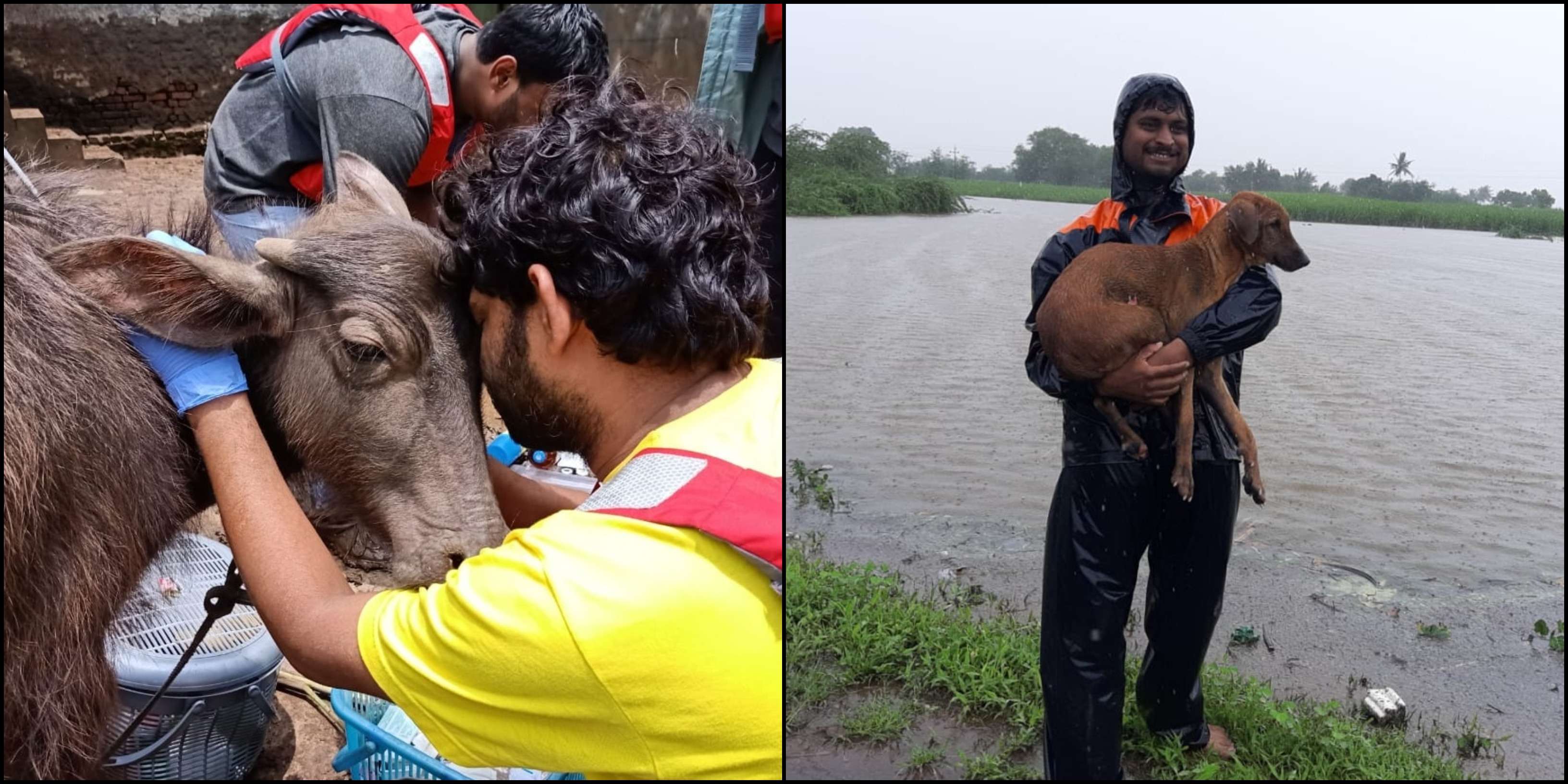 Animals need our urgent help, shelter and relief material too: Maha's  rescue volunteers - Times of India