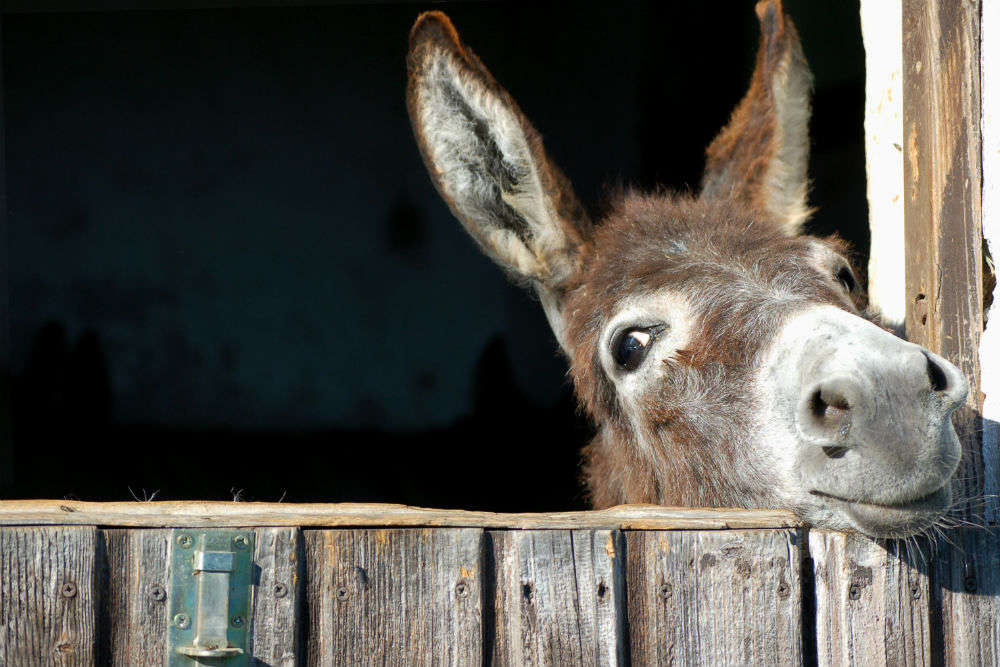 Would you pay $1130 to buy 1 kg of donkey cheese?